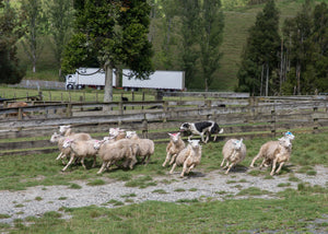 Auckland Sheep World Tour