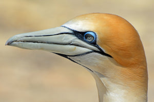 The Muriwai Beach Takapu Gannet Colony is a world-famous Auckland sightseeing attraction!  Book your tour to see it with Coast to Coast Tours!