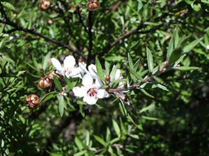 During our FULL DAY tours, we include honey-tasting. This is your opportunity to try various honeys (including New Zealand’s most famous Manuka honey!). 