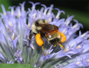 During our FULL DAY tours, we include honey-tasting. This is your opportunity to try various honeys (including New Zealand’s most famous Manuka honey!). 