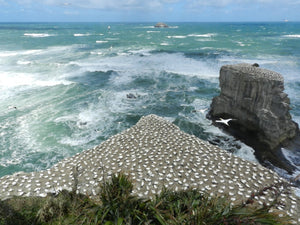 Coast to Coast Tours is an Auckland Regional Council Approved Operator which is legally approved to take tourists to specified parks including Muriwai Beach